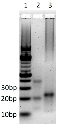 凝胶电泳验证环状RNA成环成功