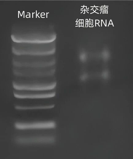 杂交瘤细胞  RNA抽提